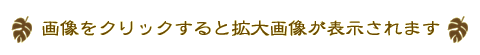画像をクリックすると拡大画像が表示されます
